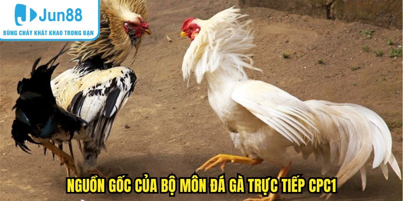 Nguồn gốc của bộ môn đá gà trực tiếp CPC1