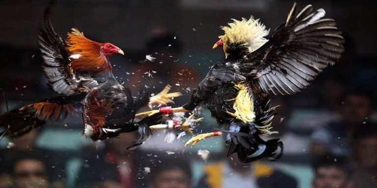 truc tiep da ga online 686e71b05fe50